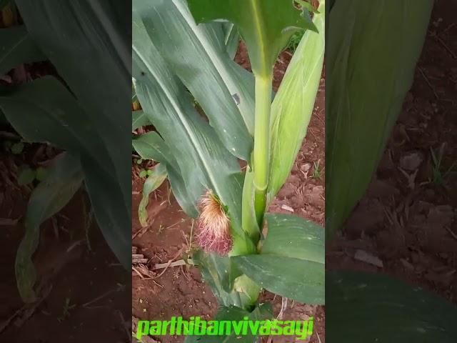 மக்கா சோளம் பதிவு/ syngenta 6668 feild review                                                     n.