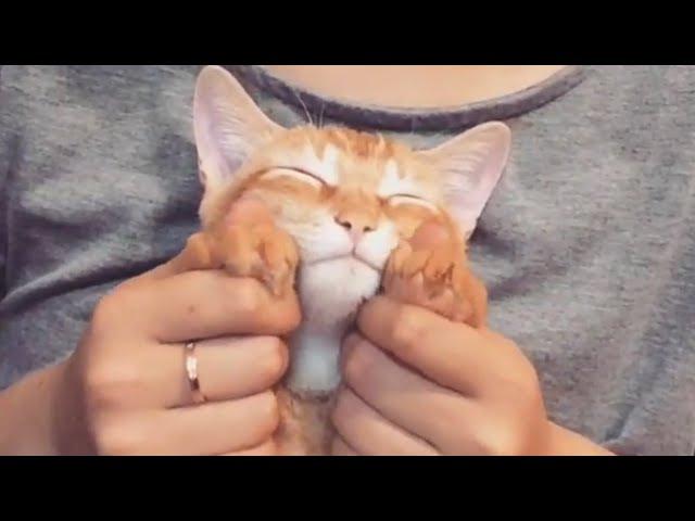 Extremely Happy Cats Pet Video Compilation 2020