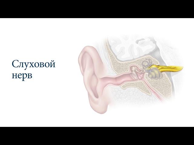 Что приводит к потере слуха?