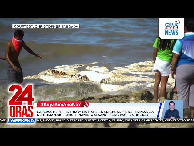 Carcass ng 'di pa tukoy na hayop, natagpuan sa dalampasigan ng Dumanjug, Cebu;... | 24 Oras Weekend