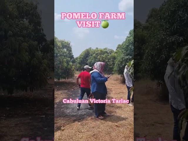 Pomelo mini Farm