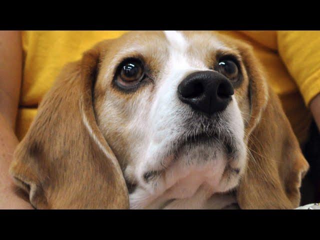Stem Cell Therapy Help Buddy the Beagle
