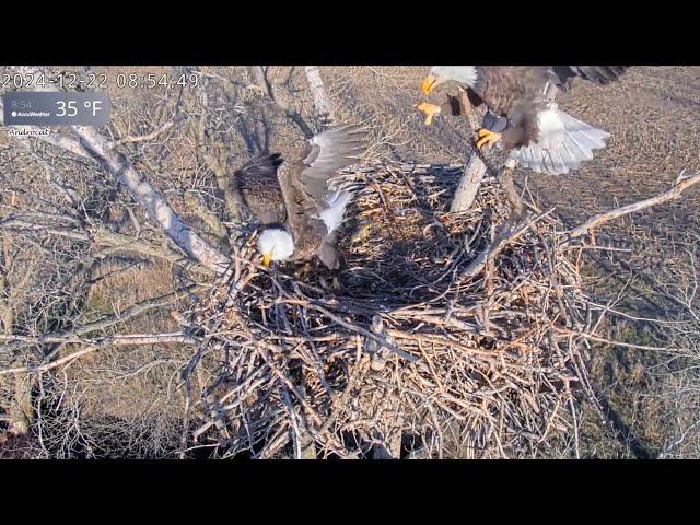 Kansas Eagles 12-23-24.  Harvey & Ellie Bring in Lumber & Fluff; + Food Gift; + Gunfire Spooks Both.