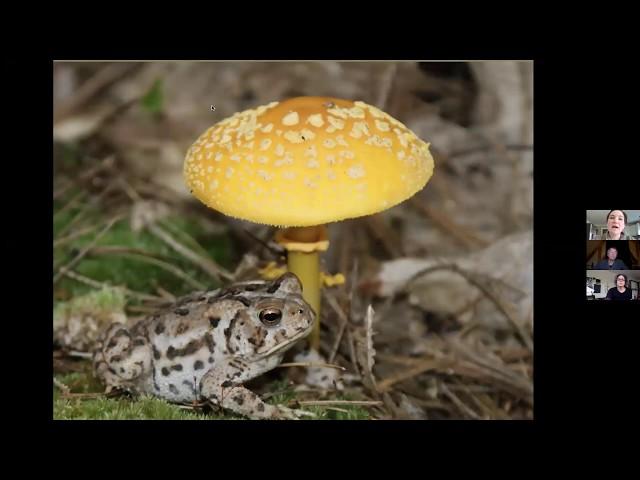 Mushroom Foraging in Maine and New England: Trends, Favorites, and Stories with Greg Marley