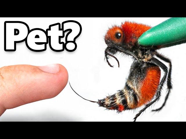 I Got a Pet Cow Killer (most painful sting)