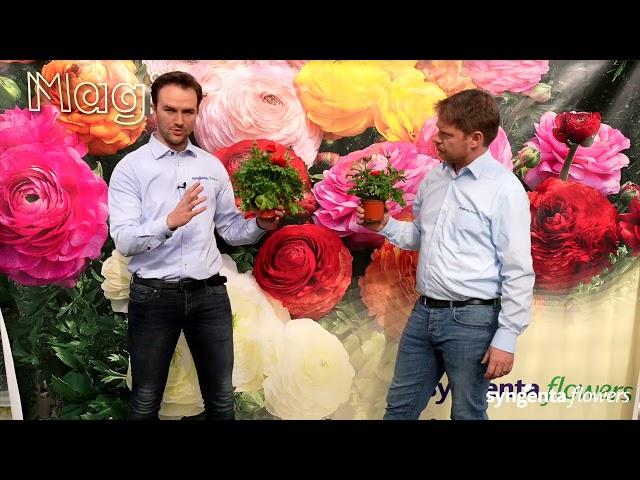 Syngenta Flowers - Ranunculus assortment overview