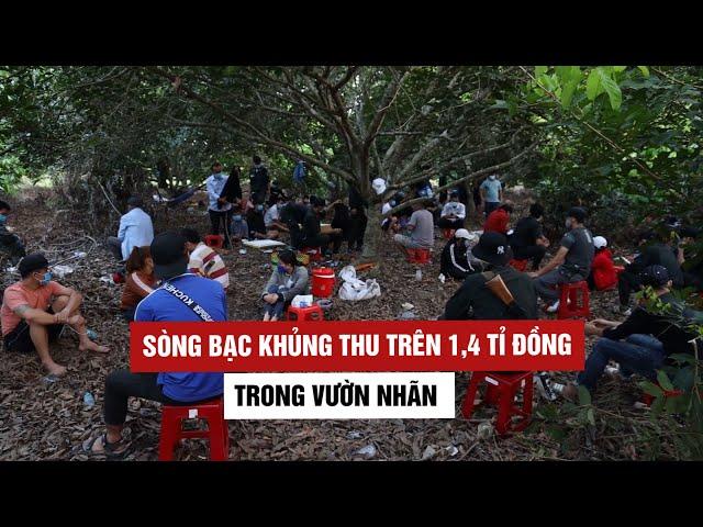 Cận cảnh bắt sòng bạc khủng thu trên 1,44 tỉ đồng trong vườn nhãn heo hút