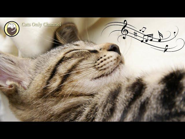 Calming Music for Cats  Relaxing Cat Music Mix  Calm Piano Music