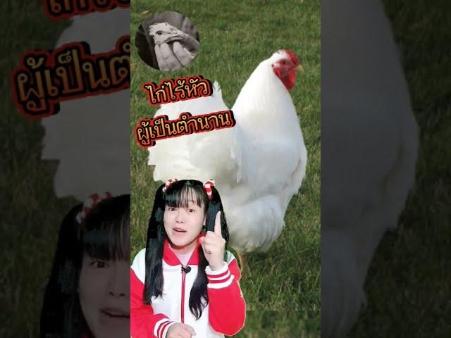 "ไมค์" ไก่ไร้หัวผู้เป็นตำนาน #เรื่องแปลก