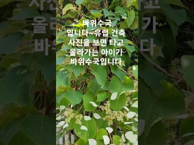산림청전국아름다운정원선정#계곡이있는정원#타샤튜더정원을꿈꾸면서