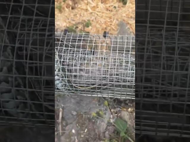 How to make a SNAKE TRAP! (100% success method)
