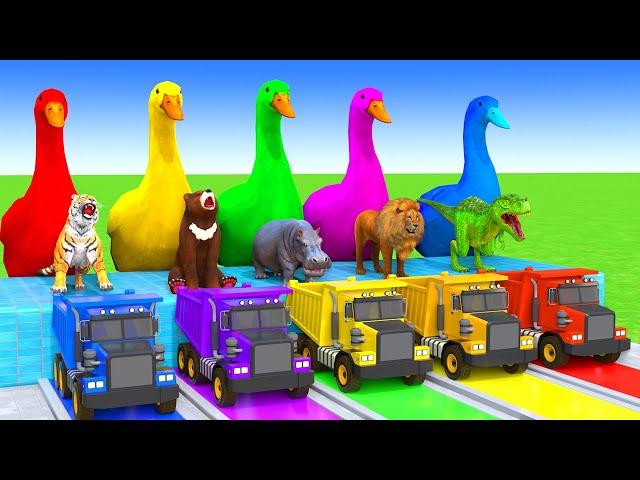 5 Giant Duck Cartoon,Cow,Elephant,Tiger,Lion,Dinosaur,Paint Wild Animals Crossing Fountain Animation