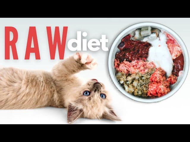 How To Start Your Kitten On A Raw Diet - The Ultimate Guide