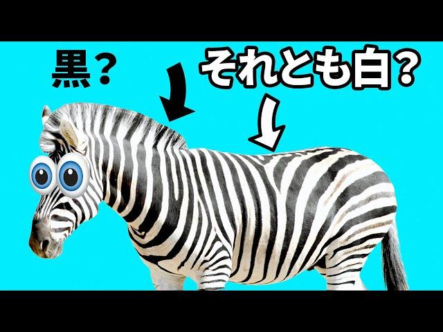 シマウマの地肌は黒色？動物のおもしろい事実17選