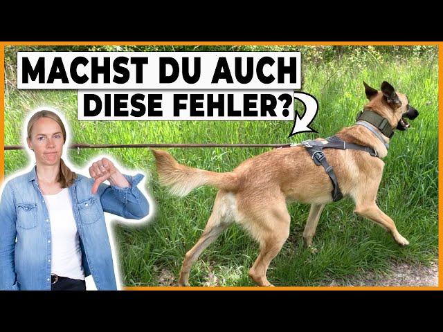 Hund zieht an der Leine, nichts hilft? Das macht fast jeder falsch!