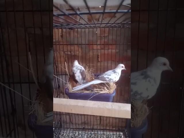 White peid Dove pair #white #dove #viral #sarfaraztaimoor