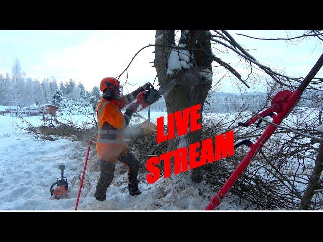  Finnish Lumberjack Tree Removal Live