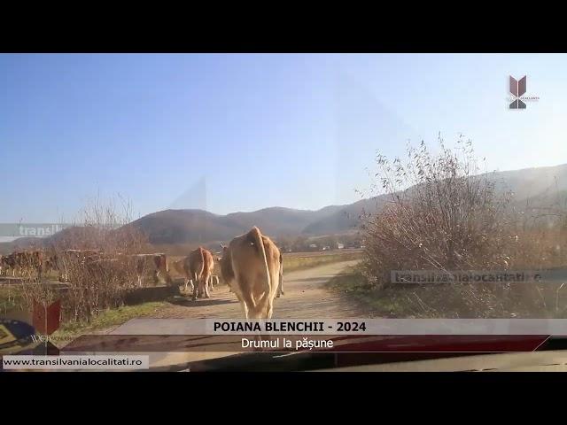 POIANA BLENCHII-SJ (2024) - Drumul la pășune