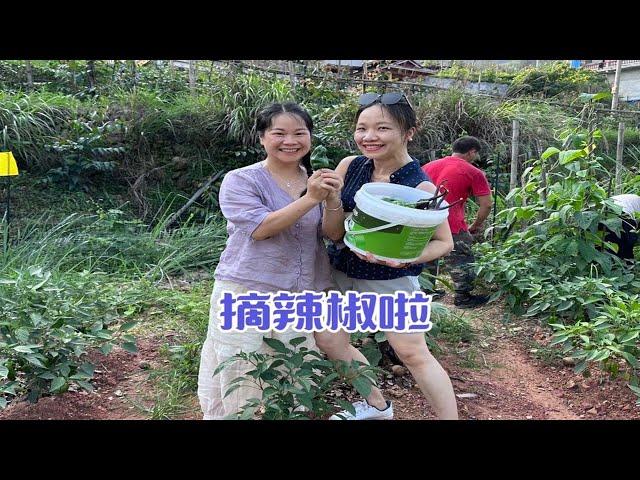 基地终于完工啦，表妹也跟我来到乡下，在海外多年的她，第一次下地每样都觉得新奇，连跨个篱笆墙都那么搞笑