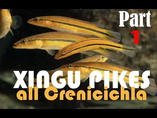 Pike cichlids, Crenicichla: guide to all the species from the Rio XIngu in nature and the aquarium