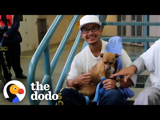 Training Dogs in Prison Changed This Man's Life | The Dodo Faith = Restored