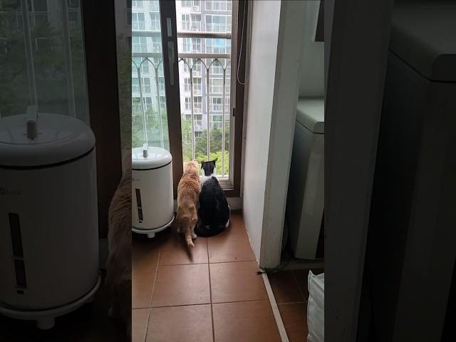 뭐하냐? #cat #고양이 #cute #고양이 바깥보기