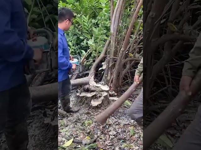 cutting trees on the roof, clean up house, #cleaningup ,#cleanup ,#cuttingdown
