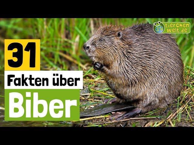 31 Steckbrief-Fakten über Biber - Doku-Wissen über Tiere - für Kinder