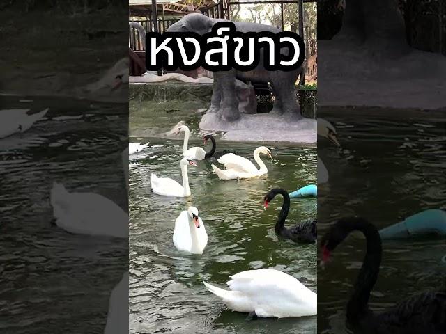 หงส์ขาว