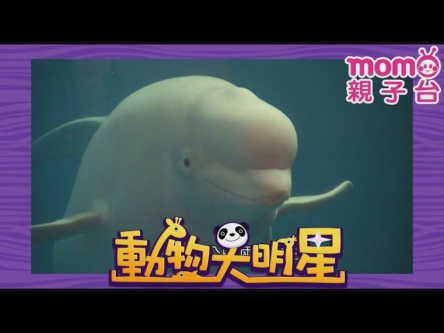 動物大明星 S1【小白鯨】第1季 第08集｜認識動物｜自然生態｜魚類｜爬蟲類｜昆蟲｜海洋生物｜哺乳類｜Animal big star｜兒童電視節目【親子台｜官方HD完整版】momokids