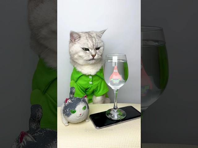 Glass + phone = hologram? #shorts #cuddleclawshow #lifehacks #funny #foryou #catchef #cats