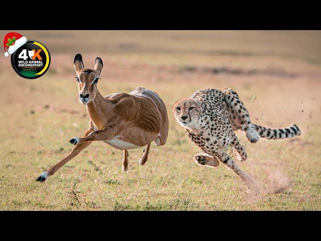 WILD SAVANNAH | The Mystery of the Fastest Warriors | Wild Animal Documentary