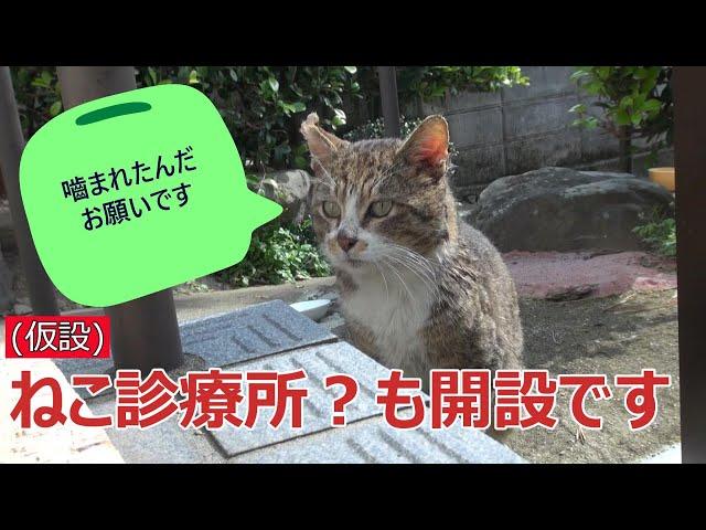 ズック①　ねこ食堂に来る野戦の野良猫達