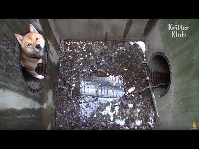 Dog Trapped In A Sewer System  | Animal in Crisis EP10