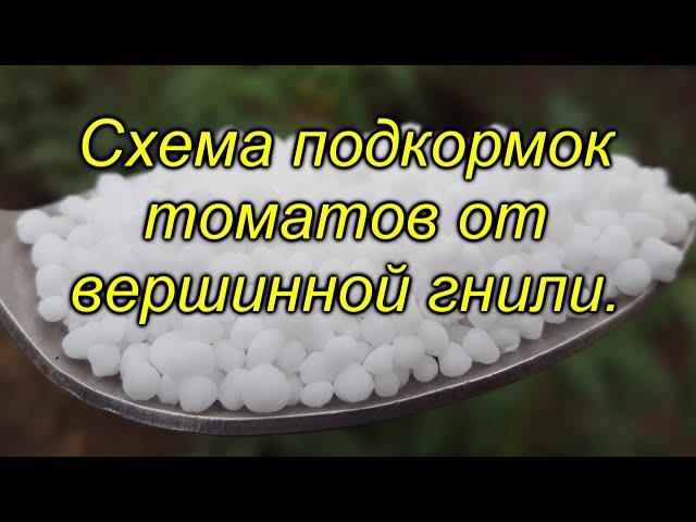 Кальций для томатов - схема подкормок от вершинной гнили.