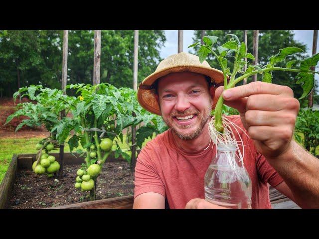 Easily Propagate Tomatoes  |3 Simple Steps|