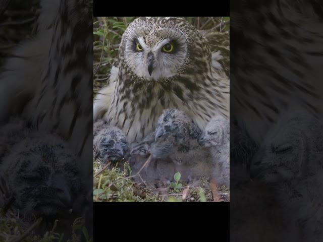 The booty is too big))). Short-eared owl on a nest with chicks. #shots #birds #nest #wildlife