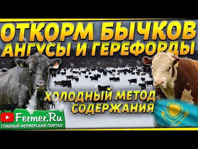 5000 бычков на холодном откорме без навесов|Абердин-Ангус и Герефорд|Привес до 2,5 килограмм в сутки