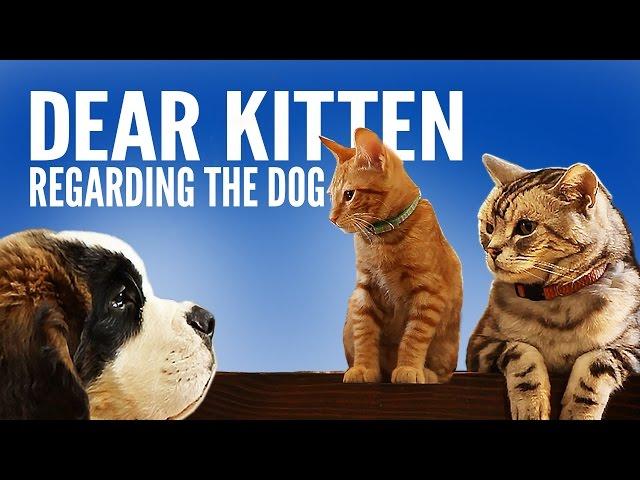 Dear Kitten: Regarding The Dog