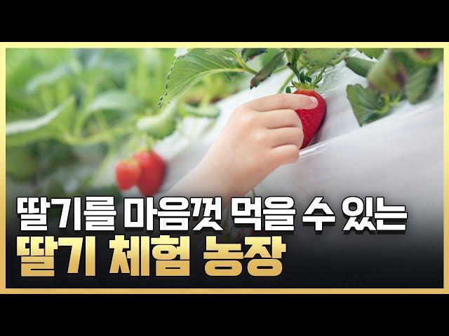 [황금나침반] 신선한 딸기를 바로 먹을 수 있는 딸기 체험 농장