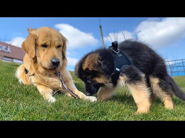 Day in the Life of a German Shepherd Puppy and Golden Retriever