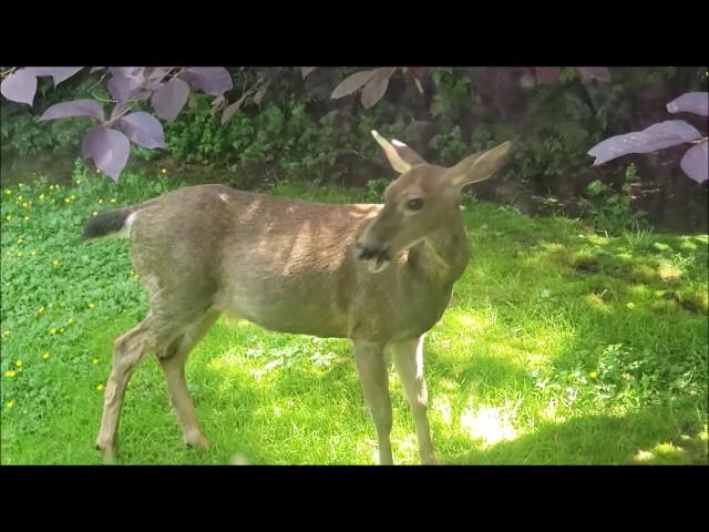 There's a Deer in the Yard!