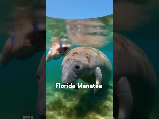 We Found the Most Florida Thing Ever.   #dreamscreensi