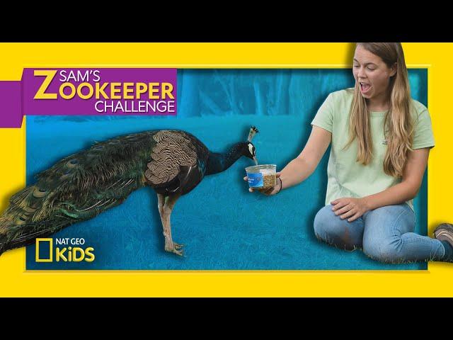 Edward the Peacock is on the Loose! | Sam's Zookeeper Challenge