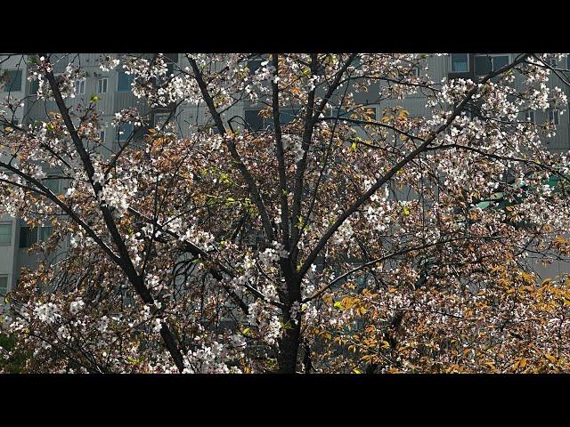 윤석열과 한동훈, 양정철과 신평