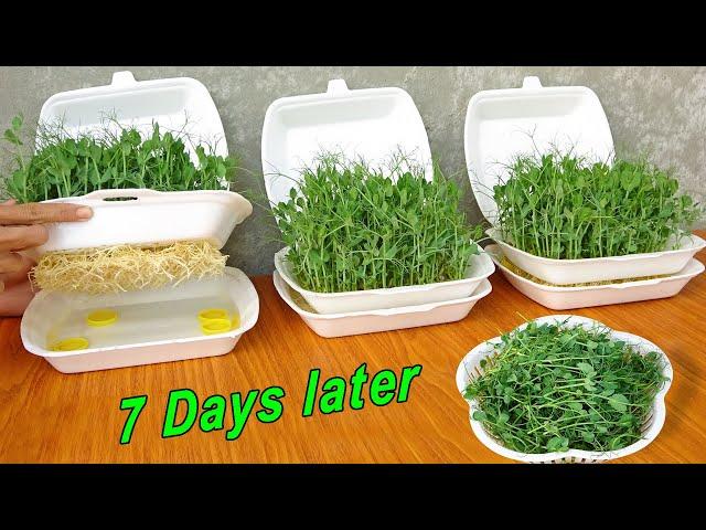 How to Grow Pea Shoots Without Soil | Plant Pea in Styrofoam Box for beginners