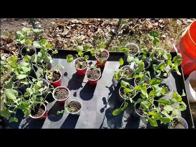 Broccoli Forest - transplanting, companion planting and weed control