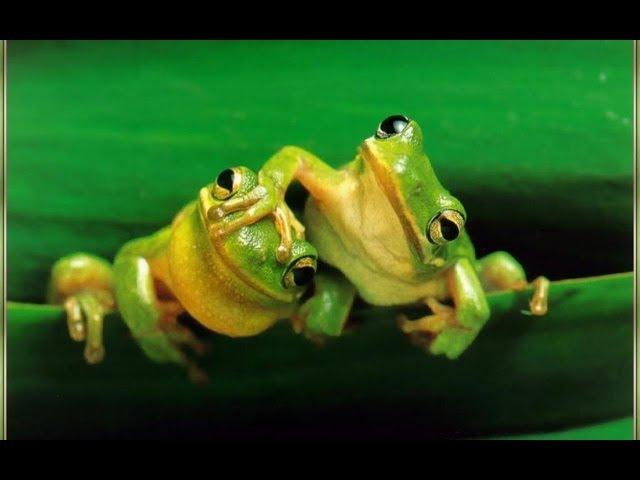 Macklemore type beat - Annoyingfrogs