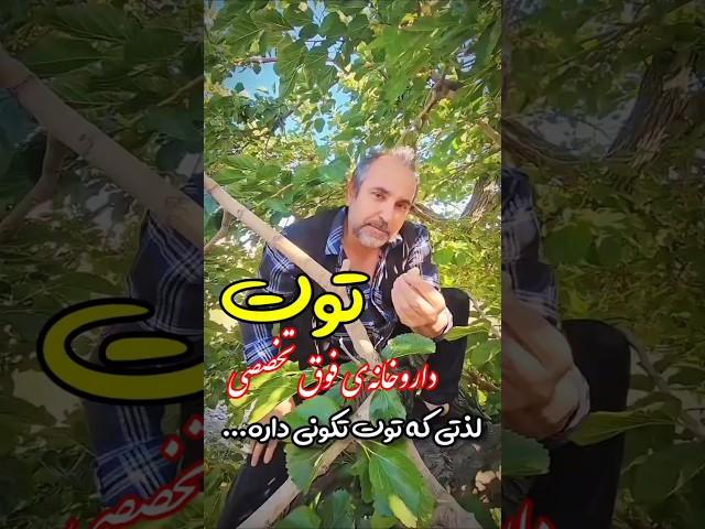 توت سفید داروخانه فوق تخصصی #ایران #دیابت #ملین #ایرانی #ایرانیان #کم_خونی #توت #iran #iranian