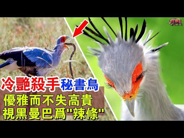 冷艷殺手“秘書鳥”：非洲最高貴的神鳥，毒蛇當辣條吃，無聊時拿毒蛇當玩具！#牛哥说高能动物